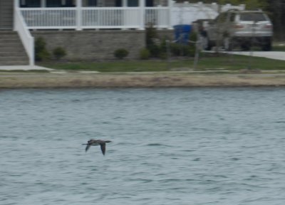 Loon Pacific VB in flight 032413b.JPG