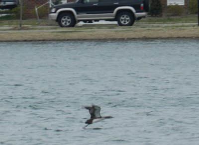 Loon Pacific VB in flight 032413c.JPG