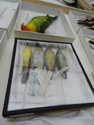 Smithsonian Bird Library Mar 2013