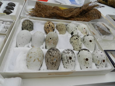 box of eggs 1.JPG