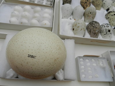 Box of Eggs.JPG
