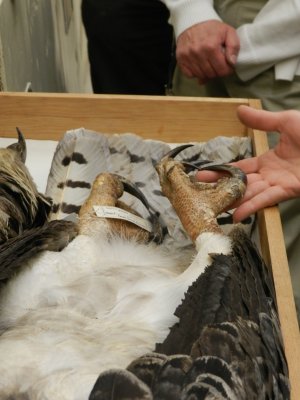 Eagle Harpy 2.JPG