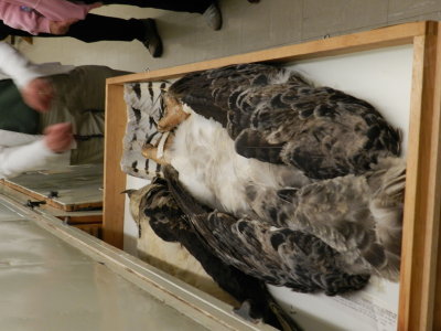 Eagle Harpy 1.JPG