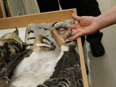 Eagle Harpy 3.JPG