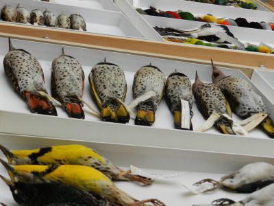 Flickers subspecies.JPG