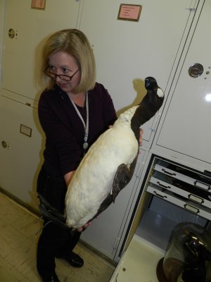 Great Auk 1.JPG