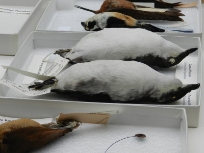 Murrulet and Petrel.JPG