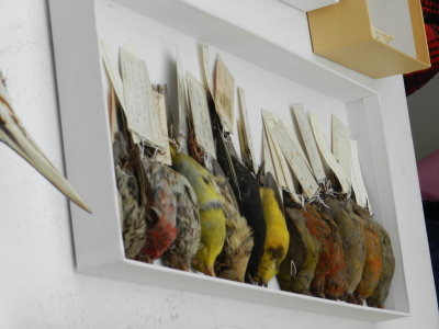 Roosevelts birds.JPG