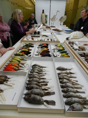 Smithsonian bird specimens.JPG