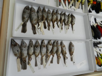 Sparrow Song Cont. US.JPG