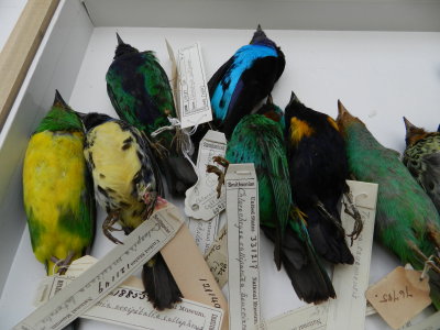 Tanagers Central Am Smithsonian 032313c.JPG
