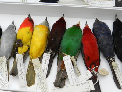 Tanagers Central Am Smithsonian 032313d.JPG