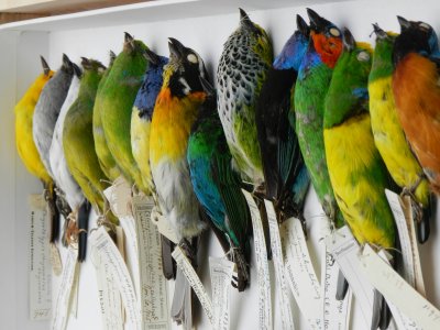 Tanagers Central Am Smithsonian 032313f.JPG