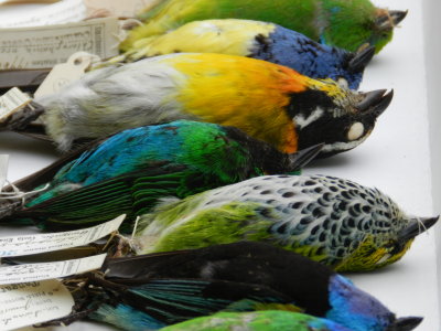 Tanagers Central Am Smithsonian 032313g.JPG