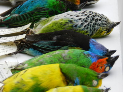 Tanagers Central Am Smithsonian 032313h.JPG
