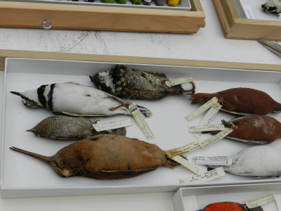 Woodcock.JPG