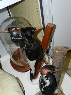 Woodpecker Imperial 1.JPG