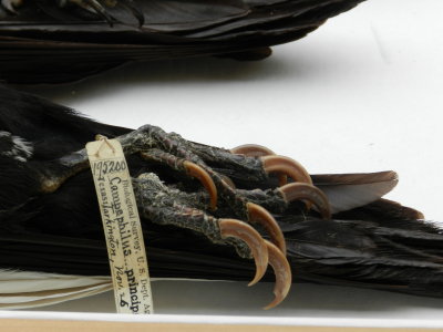 Woodpecker Ivory bill.JPG