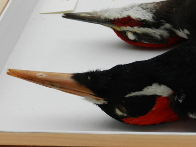 Woodpeckers Ivorybill and Pileated 2.JPG