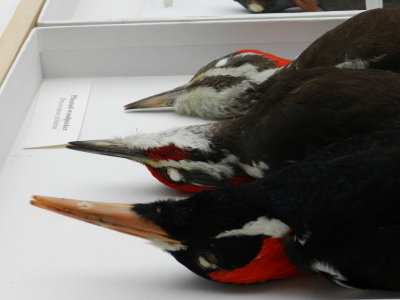 Woodpeckers ivorybill and pileated 3.JPG