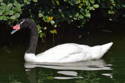 Black-necked Swan (1)