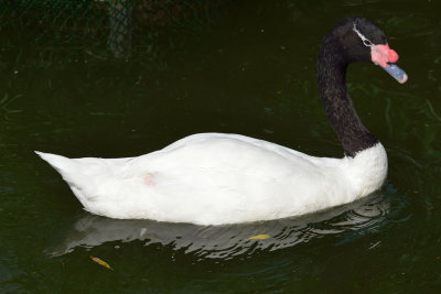 Black-necked Swan (2)
