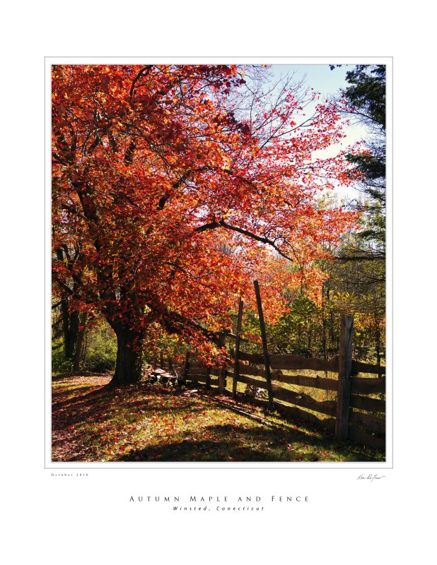 Autumn Maple and Fence