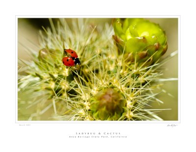 Ladybug & Cactus