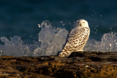 Snowy Owl. North Point in Sheboygan, WI