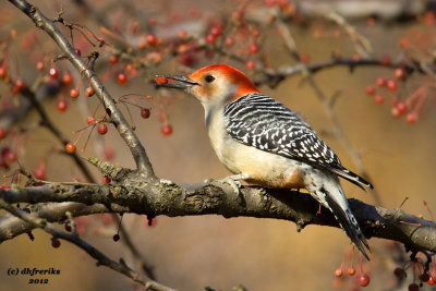 Red-bellied Woodpecker. Grant Park, Milwaukee