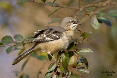 Northern Mockingbird. Chesapeake, OH