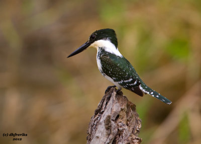 Green Kingfisher.  Sabal Palms Audubon Center. TX