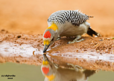 Golden-fronted Woodpecker. Laguna Seca Ranch, South Texas