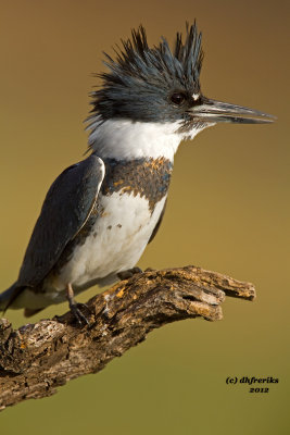 Belted Kingfisher. Laguna Seca Ranch, South Texas