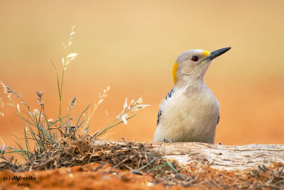 Golden-fronted Woodpecker. Laguna Seca Ranch, South Texas