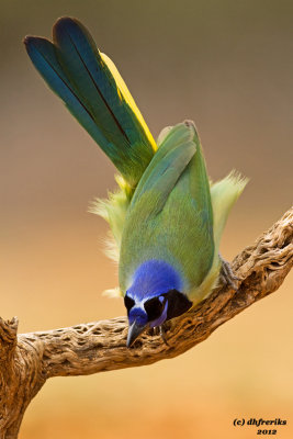 Green Jay. Laguna Seca Ranch, South Texas