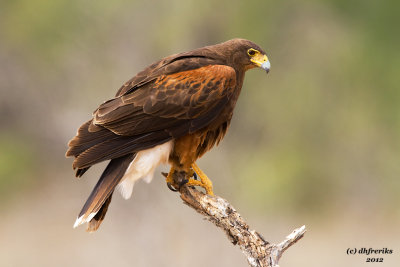 Harris Hawk.  Laguna Seca Ranch, South Texas