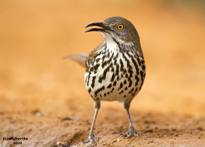 Long-billed Thrasher. Laguna Seca Ranch. South Texas