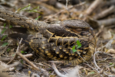 Common Pauraque, South Texas. 