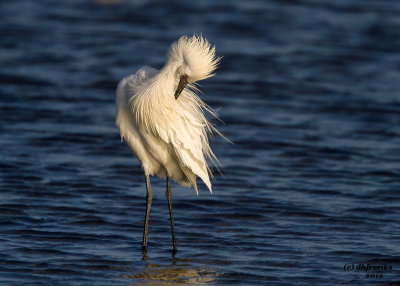 Reddish Egret ( White Morph) South Padre Is. Texas