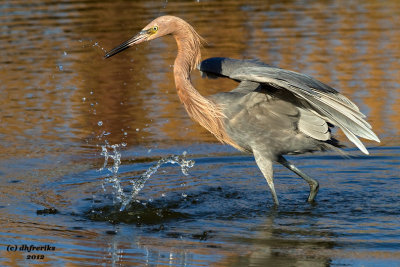 Reddish Egret. South Padre Island. TX