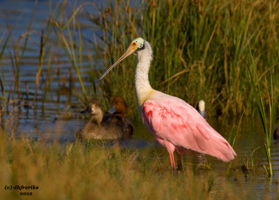 Roseate Spoonbill. South Padre Island. TX