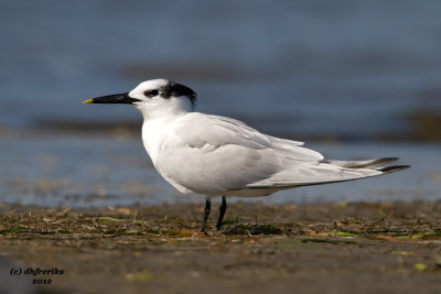 Sandwich Tern. Port Isabel, TX