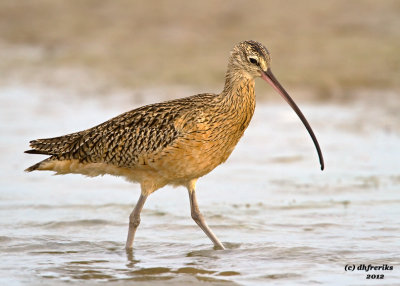 Long-billed Curlew. Port Isabel, TX