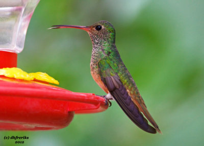 Buff-bellied Hummingbird. Sabal Palms.  TX