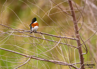 Green Kingfisher. Sabal Palms, TX