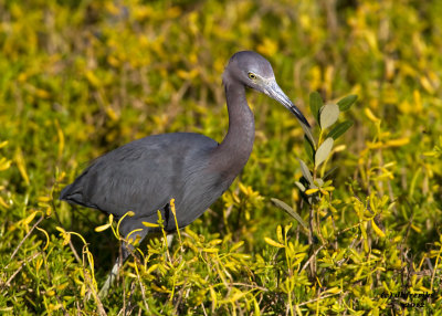 Little Blue Heron. South Padre Island. TX