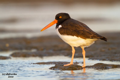 American Oystercatcher. South Padre Island. TX