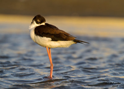 Black-necked Stilt. South Padre Island. TX