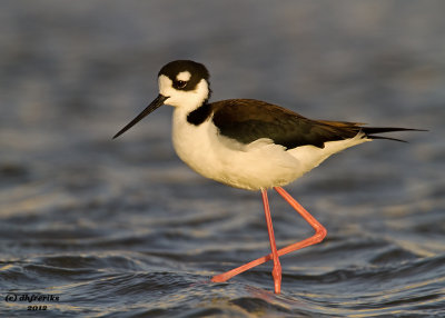 Black-necked Stilt. South Padre Island. TX